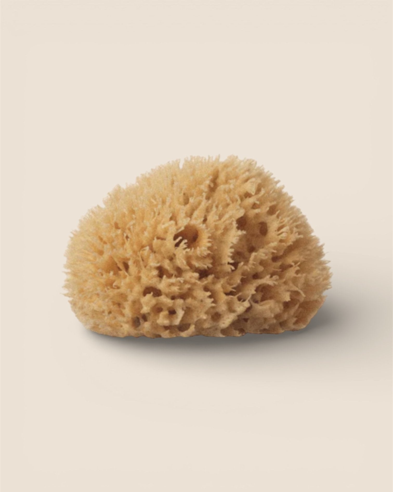 Éponge de Mer - WELL KEPT