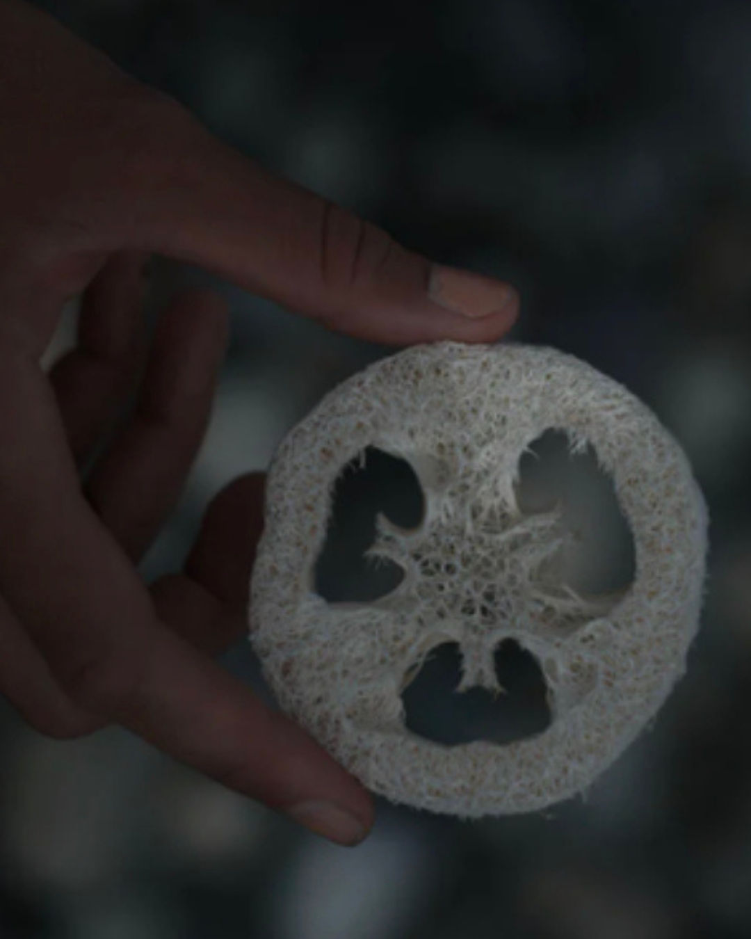 Gourde Loofah - WELL KEPT