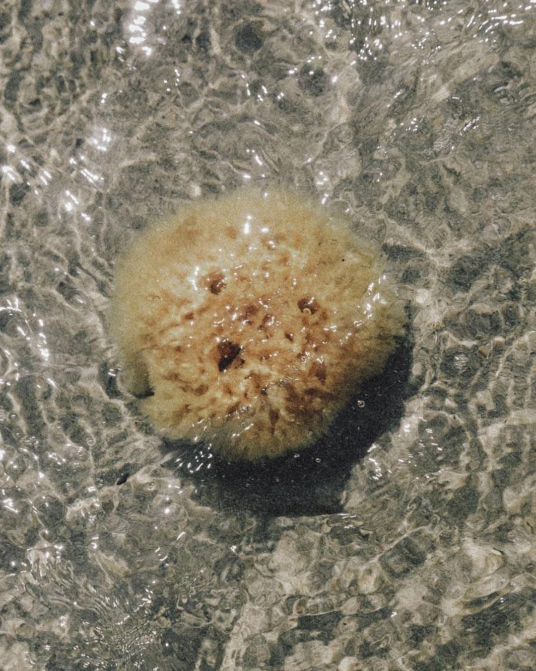 Sea Sponge - WELL KEPT