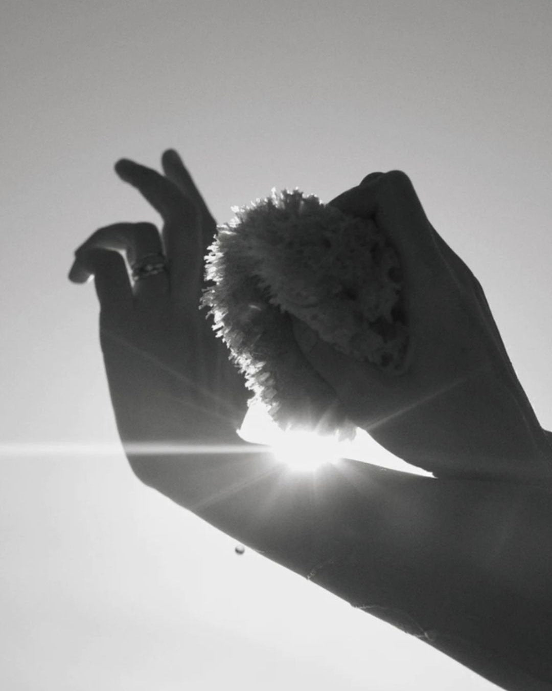 Sea Sponge - WELL KEPT