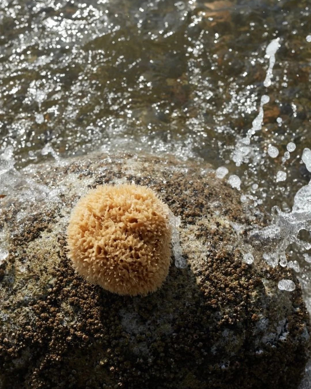 Sea Sponge - WELL KEPT