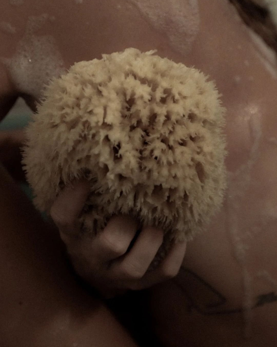 Sea Sponge - WELL KEPT